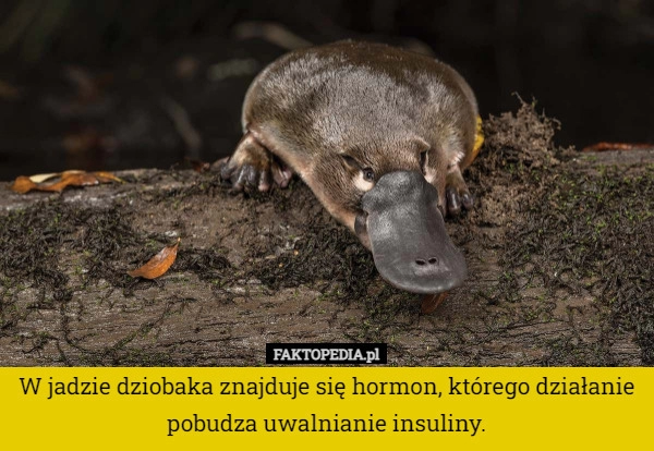 
    W jadzie dziobaka znajduje się hormon, którego działanie pobudza uwalnianie