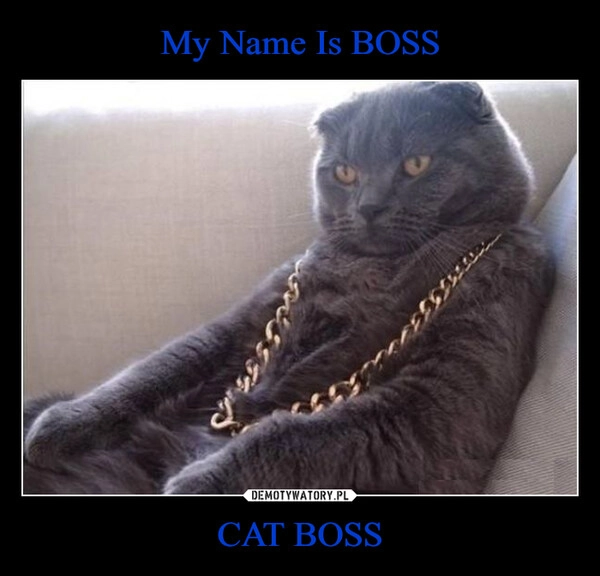 
    My Name Is BOSS CAT BOSS