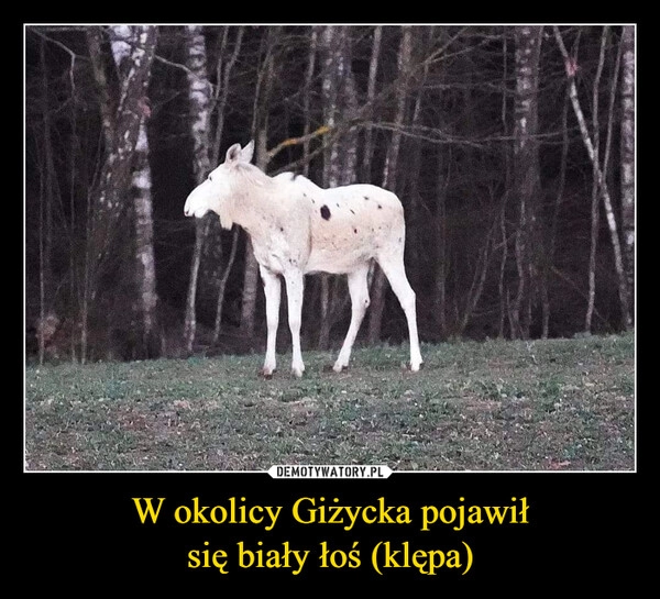 
    W okolicy Giżycka pojawił
się biały łoś (klępa)