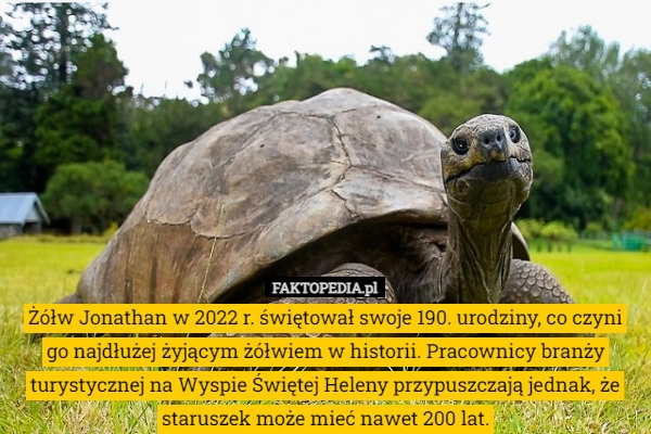 
    Żółw Jonathan w 2022 r. świętował swoje 190. urodziny, co czyni go najdłużej