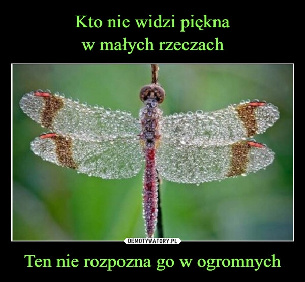 
    Kto nie widzi piękna
w małych rzeczach Ten nie rozpozna go w ogromnych