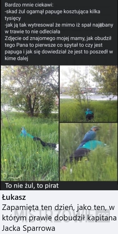 
    Żul