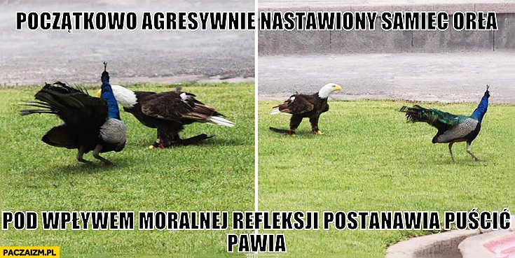 
    Początkowo agresywnie nastawiony samiec orła pod wpływem moralnej refleksji postanawia puścić pawia