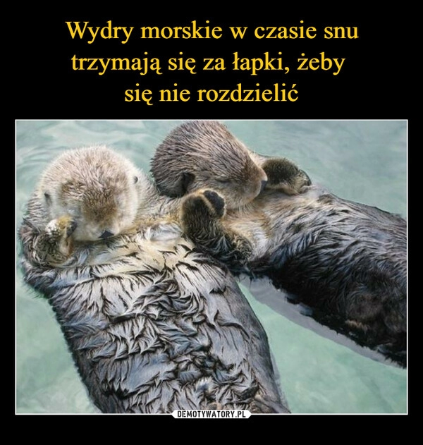 
    Wydry morskie w czasie snu trzymają się za łapki, żeby 
się nie rozdzielić