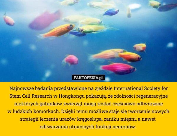 
    Najnowsze badania przedstawione na zjeździe International Society for Stem