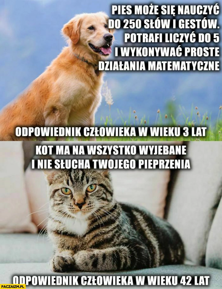 
    Pies może się nauczyć 250 slow i gestów odpowiednik człowieka w wieku 3 lat kot ma wszystko w dupie odpowiednik człowieka w wieku 42 lat