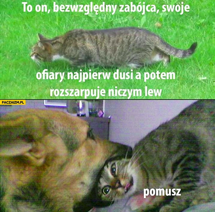 
    Bezwzględny zabójca pomusz kot