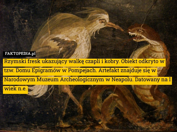 
    Rzymski fresk ukazujący walkę czapli i kobry. Obiekt odkryto w tzw. Domu
