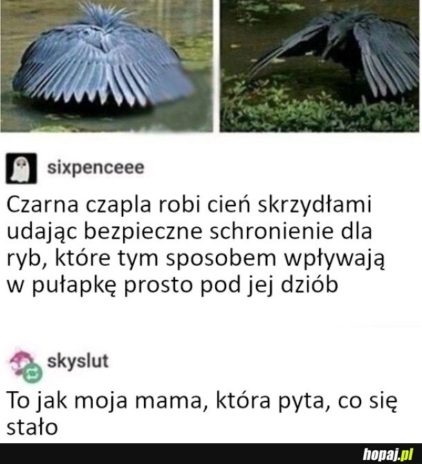 
    Pozorne bezpieczeństwo