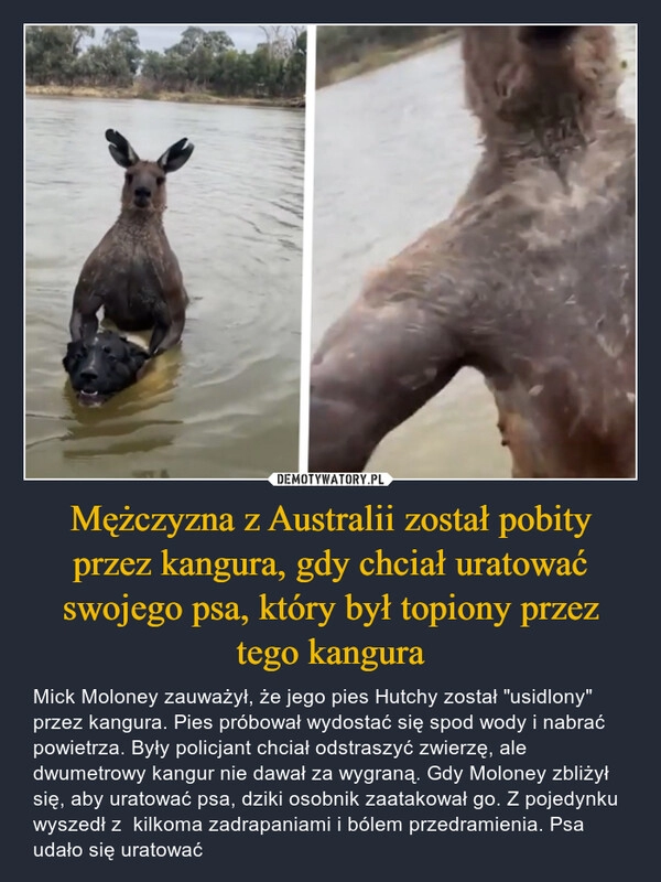 
    Mężczyzna z Australii został pobity przez kangura, gdy chciał uratować swojego psa, który był topiony przez tego kangura