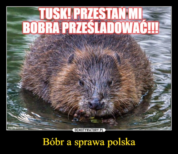 
    Bóbr a sprawa polska