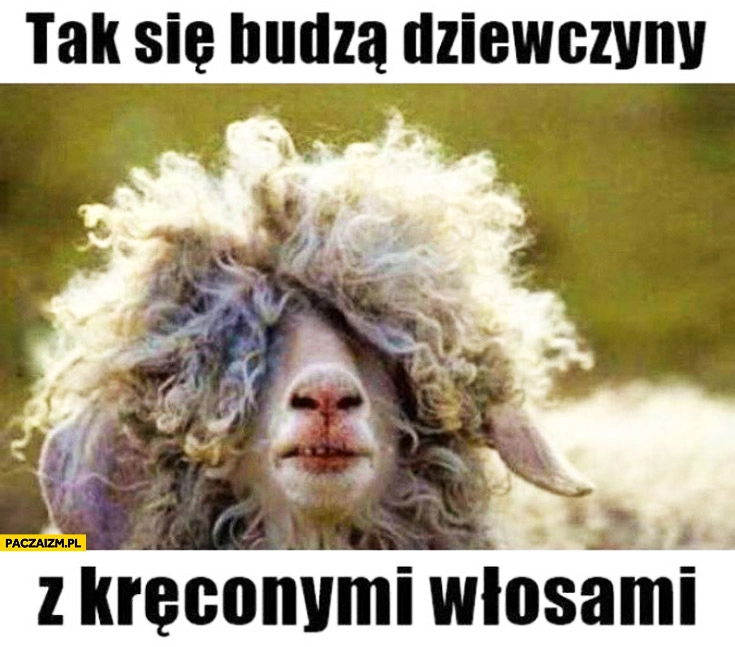 
    Tak się budzą dziewczyny z kręconymi włosami owca