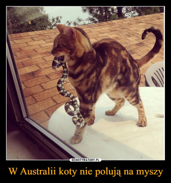 
    W Australii koty nie polują na myszy