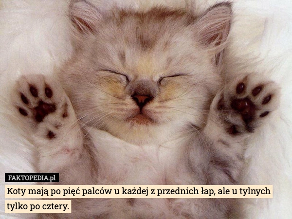 
    Koty mają po pięć palców u każdej z przednich łap, ale u tylnych tylko po