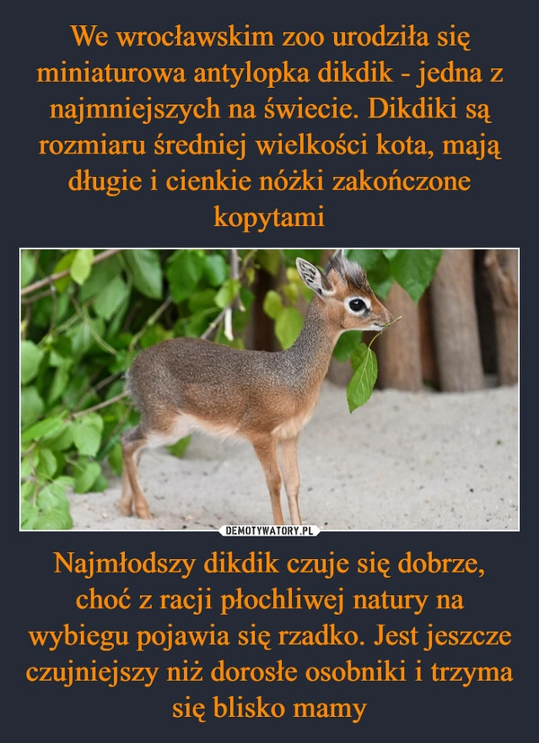 
    We wrocławskim zoo urodziła się miniaturowa antylopka dikdik - jedna z najmniejszych na świecie. Dikdiki są rozmiaru średniej wielkości kota, mają długie i cienkie nóżki zakończone kopytami Najmłodszy dikdik czuje się dobrze, choć z racji płochliwej natury na wybiegu pojawia się rzadko. Jest jeszcze czujniejszy niż dorosłe osobniki i trzyma się blisko mamy