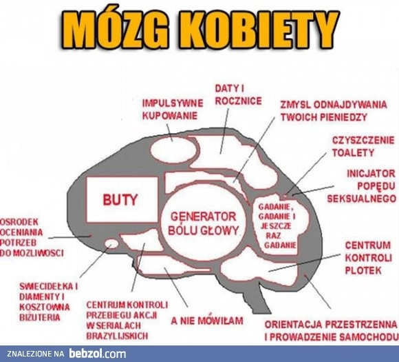 
    Mózg kobiety