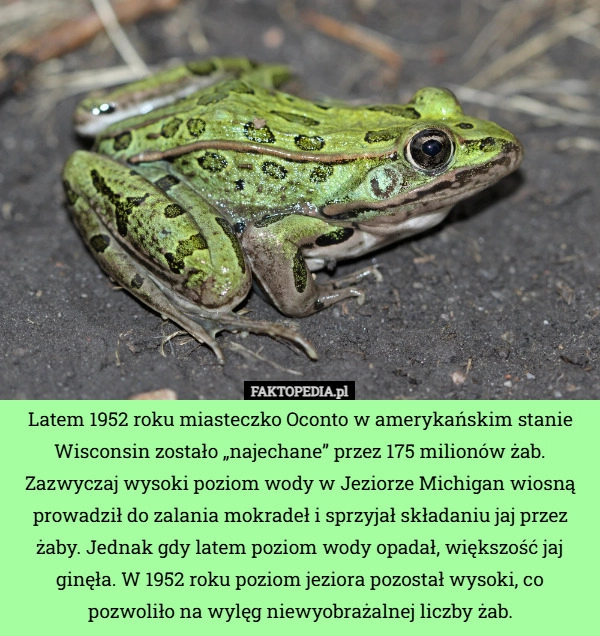 
    Latem 1952 roku miasteczko Oconto w amerykańskim stanie Wisconsin zostało...