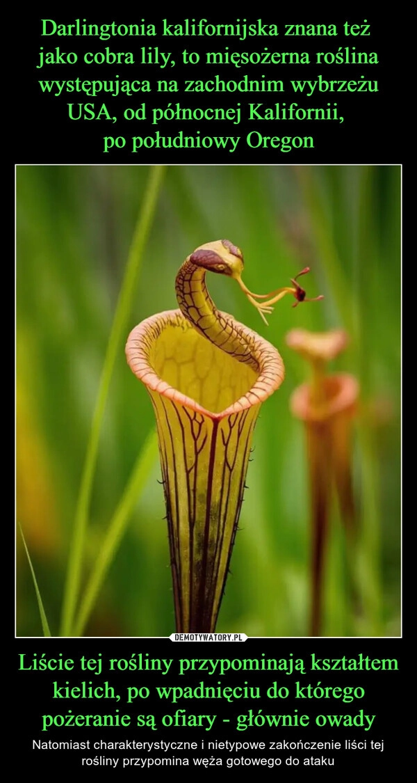 
    Darlingtonia kalifornijska znana też 
jako cobra lily, to mięsożerna roślina występująca na zachodnim wybrzeżu USA, od północnej Kalifornii, 
po południowy Oregon Liście tej rośliny przypominają kształtem kielich, po wpadnięciu do którego pożeranie są ofiary - głównie owady