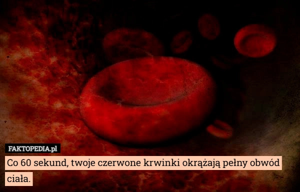 
    Co 60 sekund, twoje czerwone krwinki okrążają pełny obwód ciała.