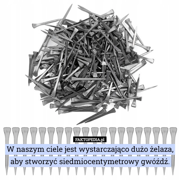 
    W naszym ciele jest wystarczająco dużo żelaza, aby stworzyć siedmiocentymetrowy...