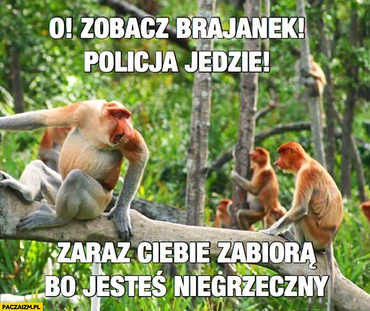 
    Zobacz Brajanek! Policja jedzie! Zaraz Cię zabiorą, bo jesteś niegrzeczny. Typowy Polak nosacz małpa