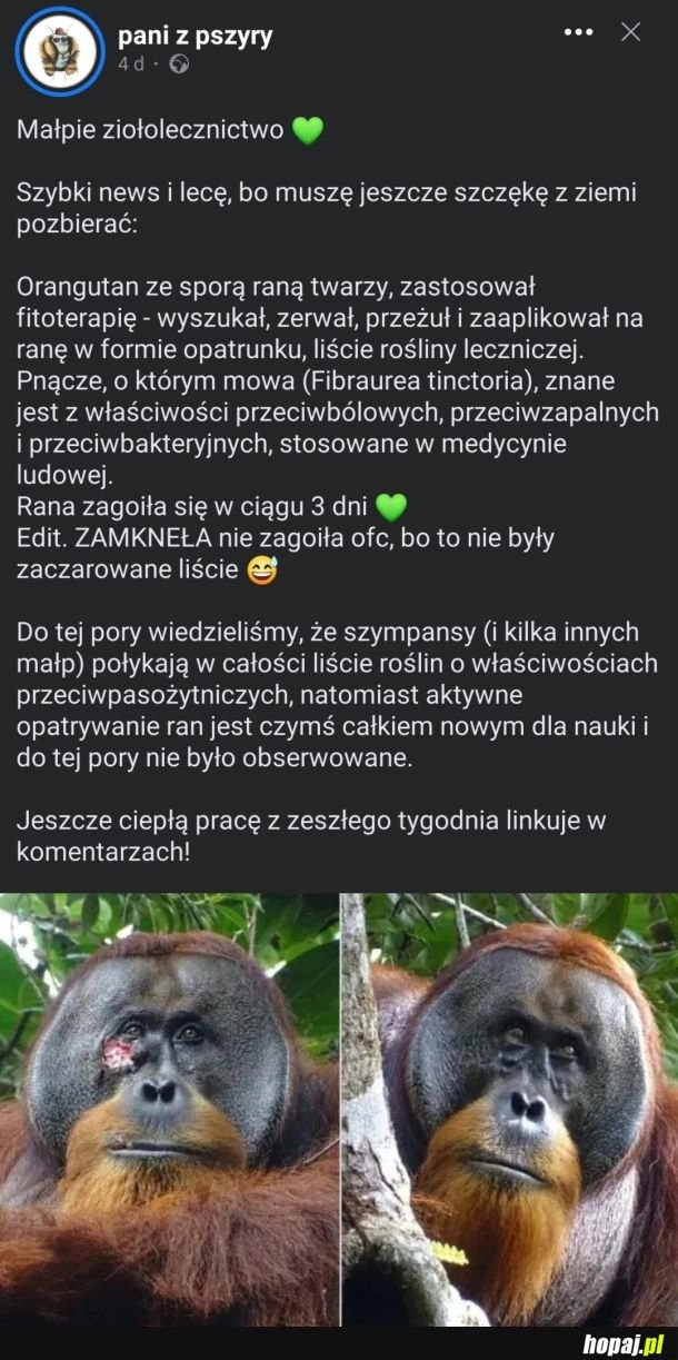 
    U małpiego lekarza