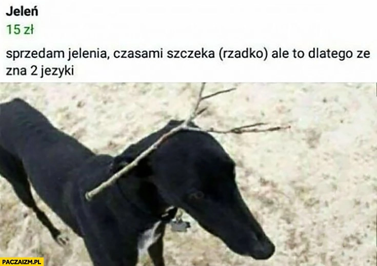 
    Sprzedam jelenia pies czasami szczeka rzadko ale to dlatego, że zna 2 języki