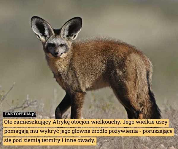 
    Oto zamieszkujący Afrykę otocjon wielkouchy. Jego wielkie uszy pomagają