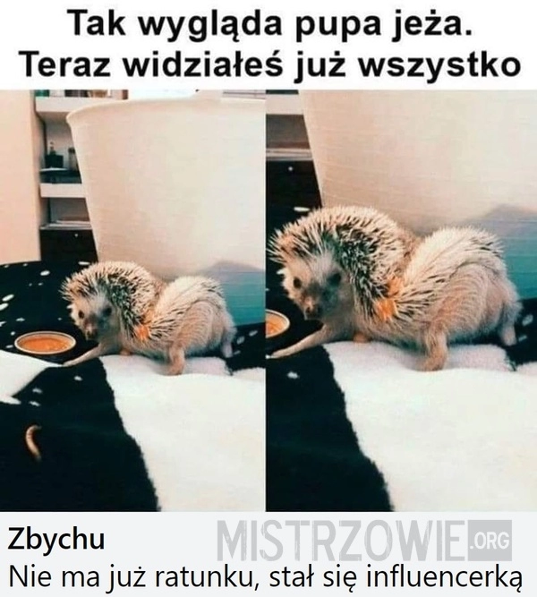 
    Jeż