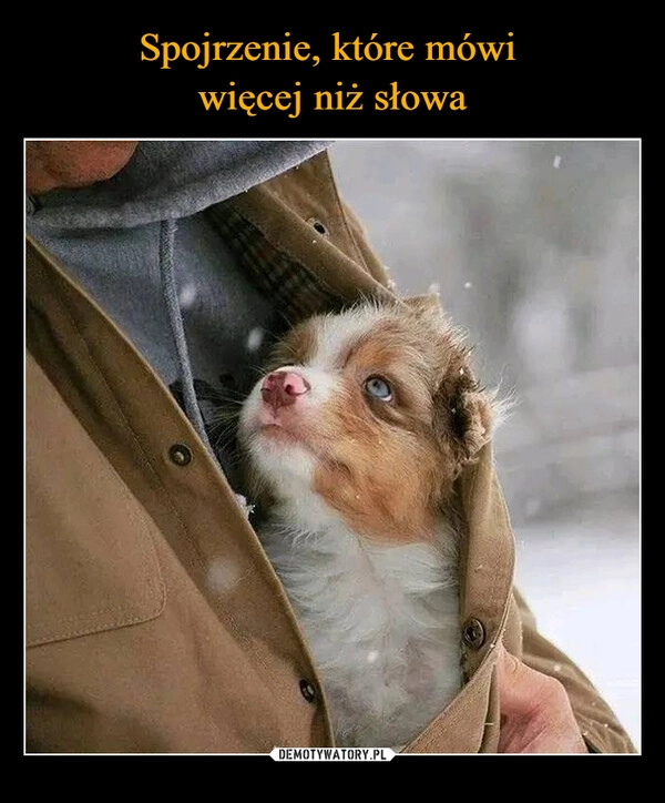 
    Spojrzenie, które mówi 
więcej niż słowa