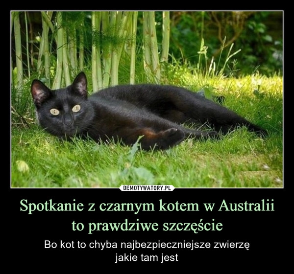 
    Spotkanie z czarnym kotem w Australii to prawdziwe szczęście