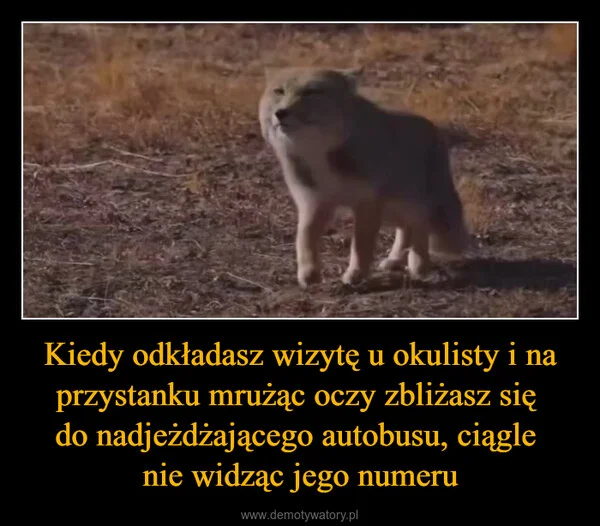
    Kiedy odkładasz wizytę u okulisty i na przystanku mrużąc oczy zbliżasz się do nadjeżdżającego autobusu, ciągle nie widząc jego numeru