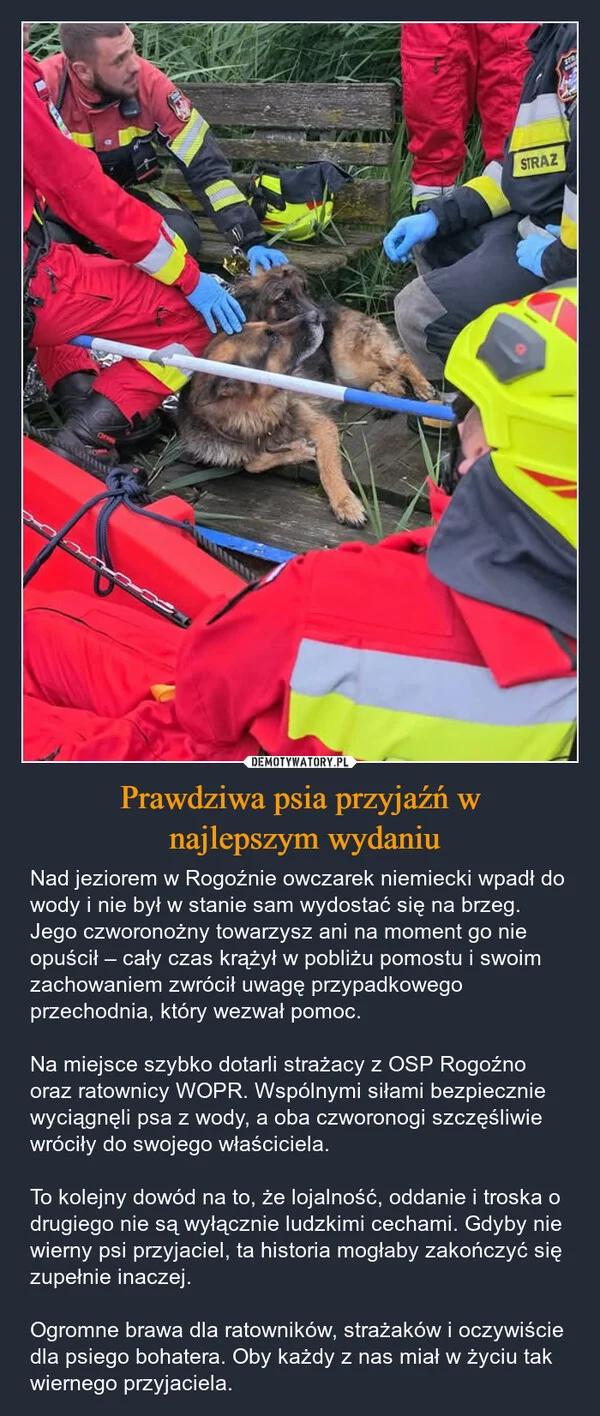 
    Prawdziwa psia przyjaźń w najlepszym wydaniu