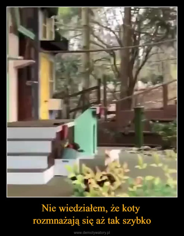 
    Nie wiedziałem, że koty rozmnażają się aż tak szybko