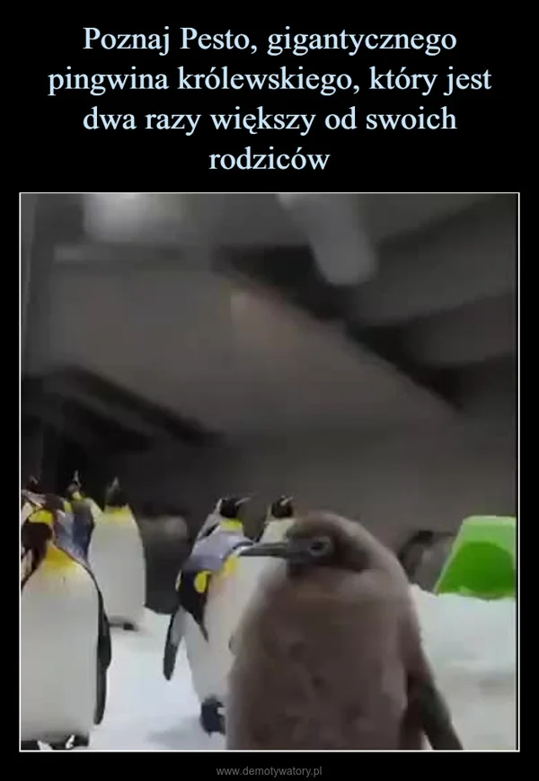 
    Poznaj Pesto, gigantycznego pingwina królewskiego, który jest dwa razy większy od swoich rodziców