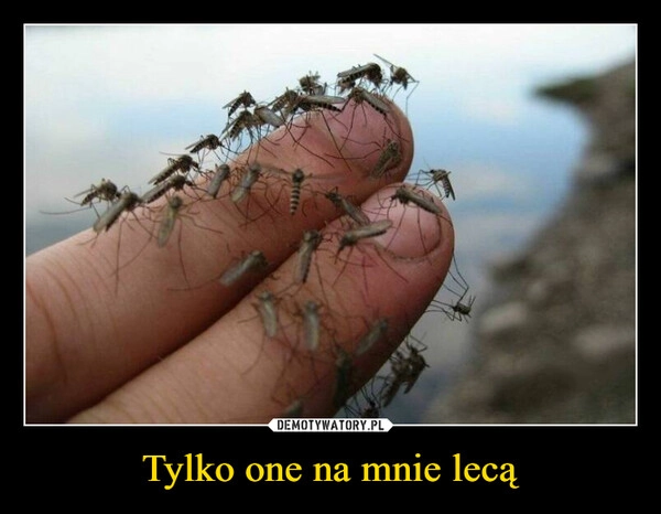 
    Tylko one na mnie lecą