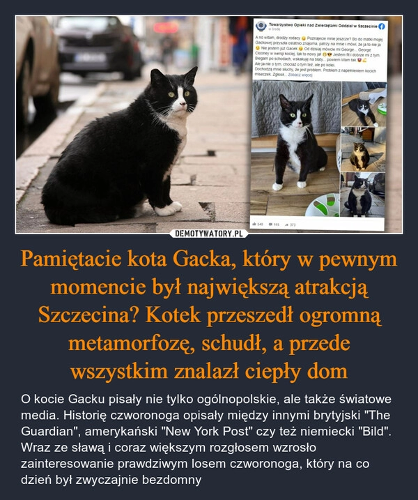 
    Pamiętacie kota Gacka, który w pewnym momencie był największą atrakcją Szczecina? Kotek przeszedł ogromną metamorfozę, schudł, a przede wszystkim znalazł ciepły dom