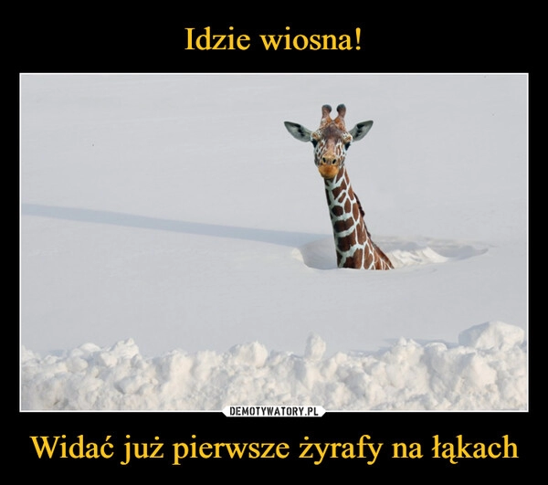 
    Idzie wiosna! Widać już pierwsze żyrafy na łąkach