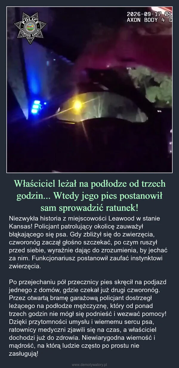 Właściciel leżał na podłodze od trzech godzin... Wtedy jego pies postanowił sam sprowadzić ratunek!