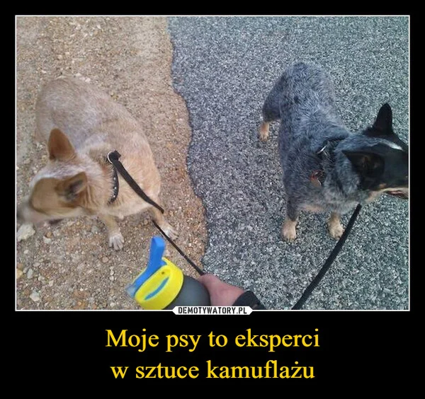 
    Moje psy to eksperci w sztuce kamuflażu