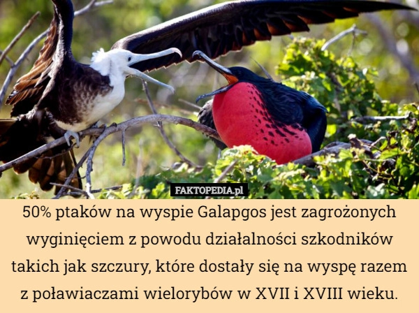 
    50% ptaków na wyspie Galapgos jest zagrożonych wyginięciem z powodu działalności