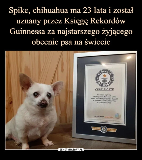 
    Spike, chihuahua ma 23 lata i został uznany przez Księgę Rekordów Guinnessa za najstarszego żyjącego obecnie psa na świecie 