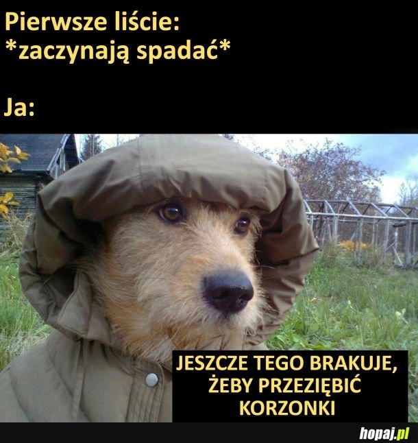 
    Jesień i zimnica