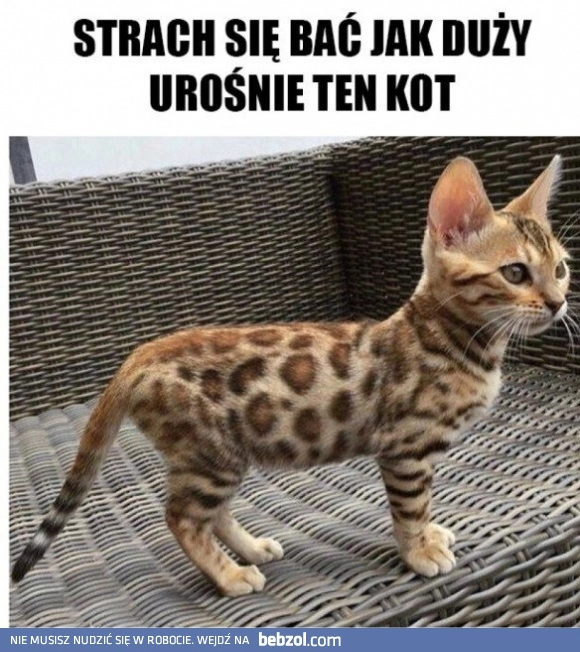 Koteł 