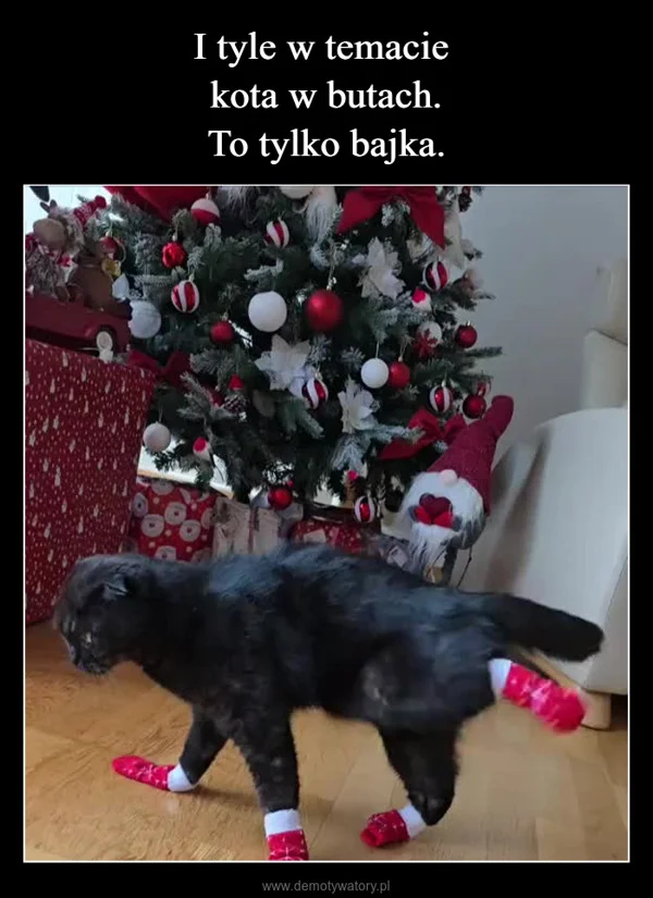 
    I tyle w temacie kota w butach. To tylko bajka.