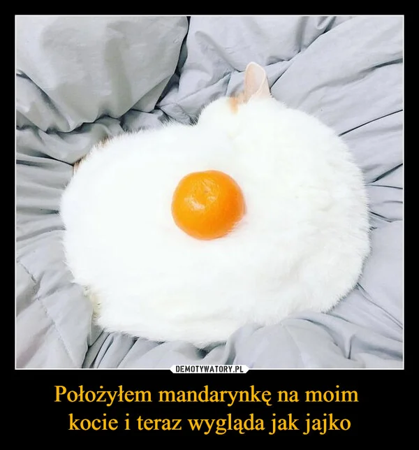 
    Położyłem mandarynkę na moim kocie i teraz wygląda jak jajko