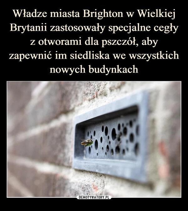 
    Władze miasta Brighton w Wielkiej Brytanii zastosowały specjalne cegły z otworami dla pszczół, aby zapewnić im siedliska we wszystkich nowych budynkach