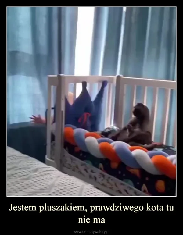 
    Jestem pluszakiem, prawdziwego kota tu nie ma