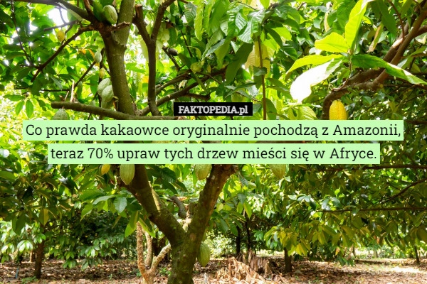 
    Co prawda kakaowce oryginalnie pochodzą z Amazonii, teraz 70% upraw tych