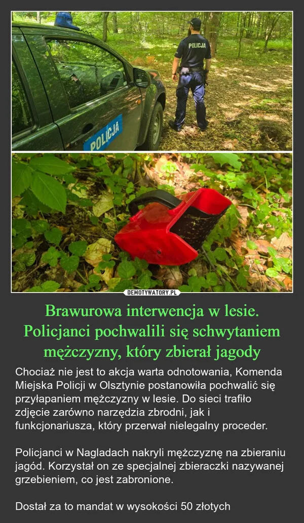 
    Brawurowa interwencja w lesie. Policjanci pochwalili się schwytaniem mężczyzny, który zbierał jagody